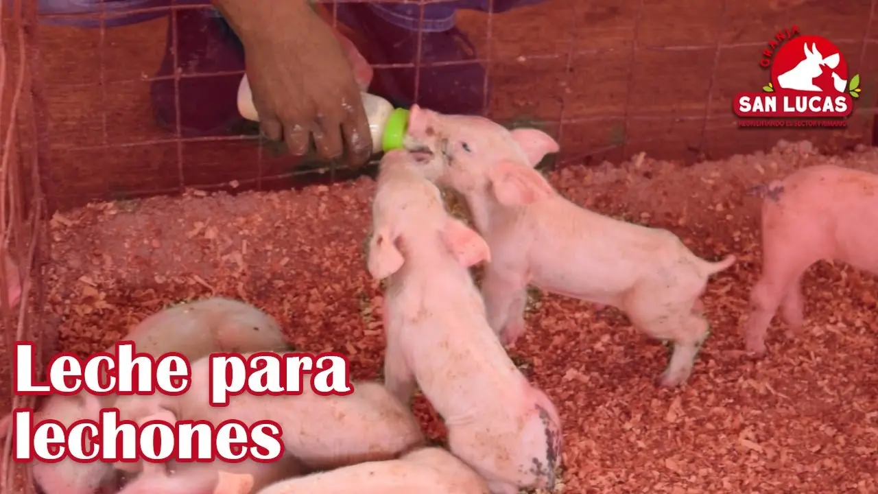sustituto lacteo casero para lechones - Cómo mezclar el sustituto de leche para lechones