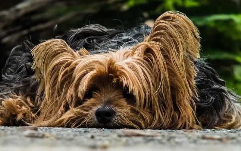 Curar el moquillo con leche y azufre: Mitos y realidades - Cómo puedo salvar a mi perro del moquillo curar moquillo con leche y azufre - Cómo puedo salvar a mi perro del moquillo