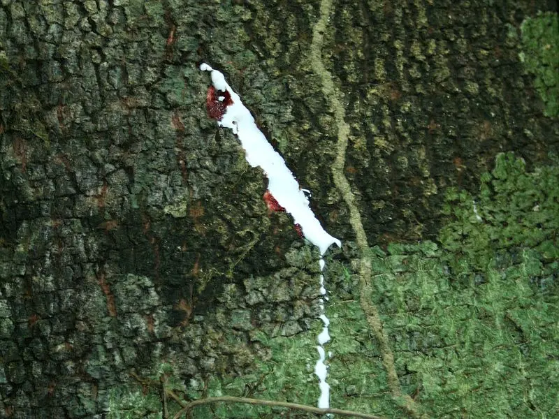 arbol leche de vaca - Cómo se llama el árbol que tira leche