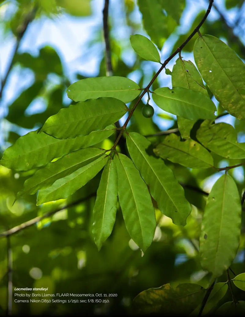 arbol leche de vaca - Cuál es el árbol vaca
