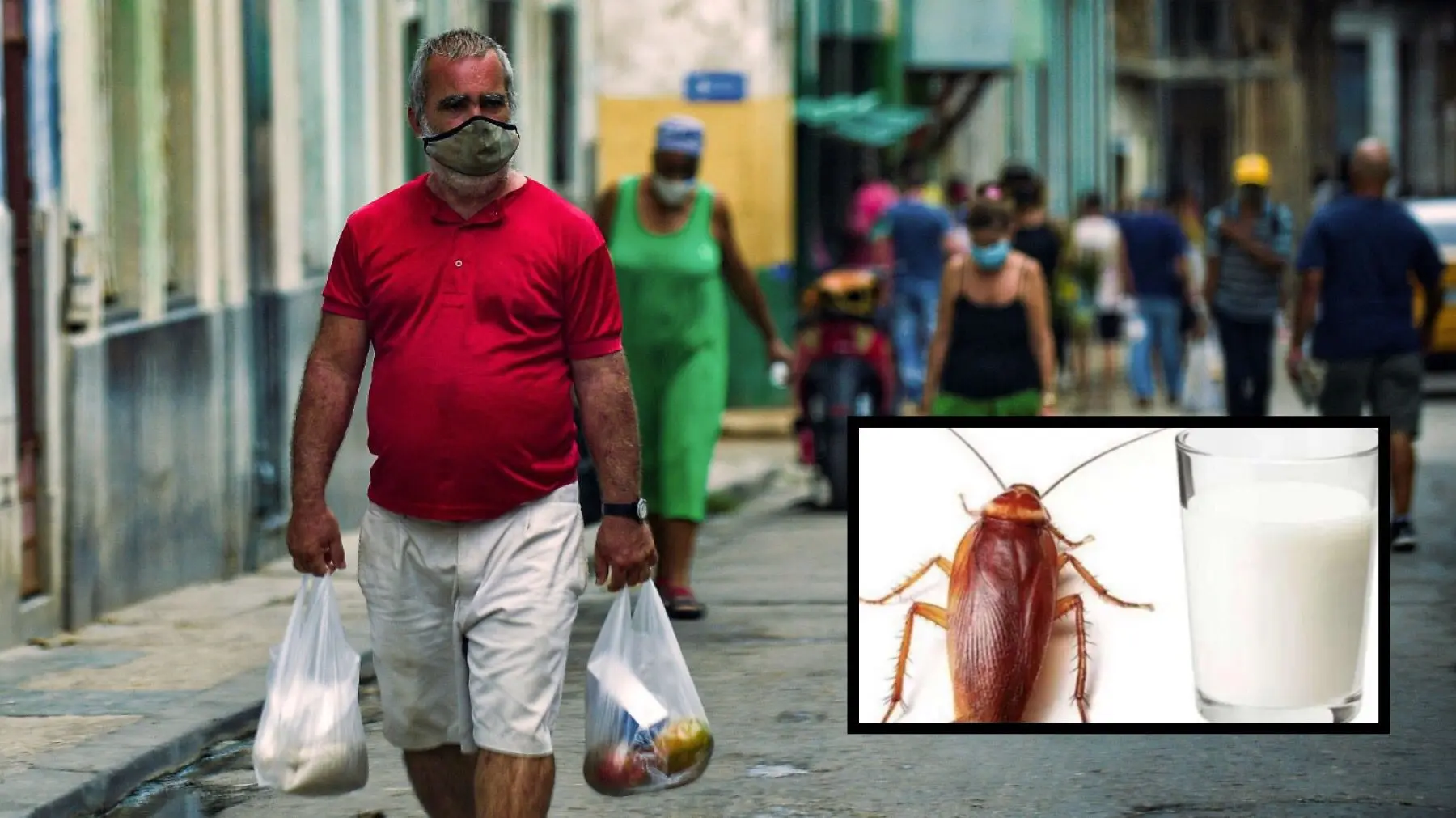 Leche de Cucaracha: ¿El alimento del futuro? - Dónde toman leche de cucaracha leche de cucaracha alimento del futuro - Dónde toman leche de cucaracha