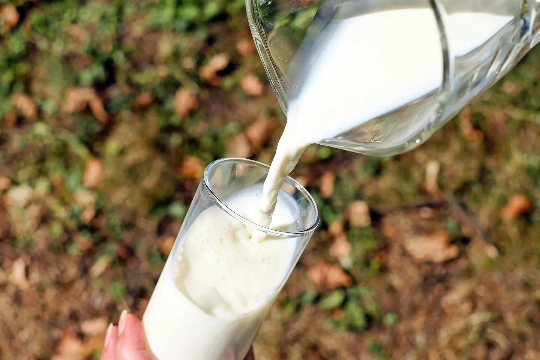 La Leche: ¿Orgánica o Inorgánica? Composición, Beneficios y Preguntas Frecuentes - La leche es inorgánica u orgánica la leche es organica o inorganica - La leche es inorgánica u orgánica