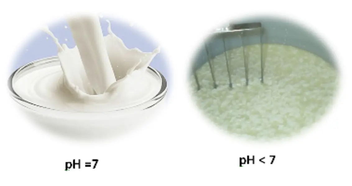 La leche: ¿sustancia pura o mezcla? - Lacteos Franz