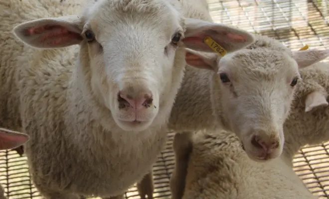 Animales criados por su carne y leche: Una visión completa - Qué animales nos dan leche y carne animales criados por su carne y leche - Qué animales nos dan leche y carne