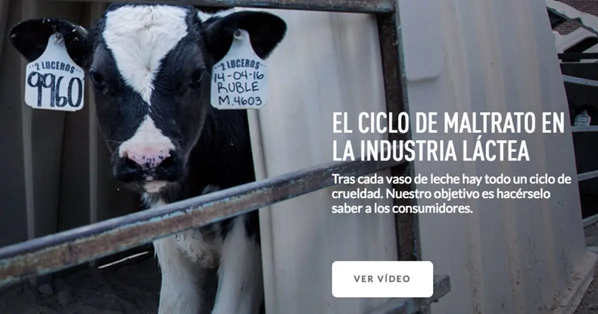 proyecto de ley de explotacion animal vacas lacteos - Qué es el bienestar animal en el ganado lechero