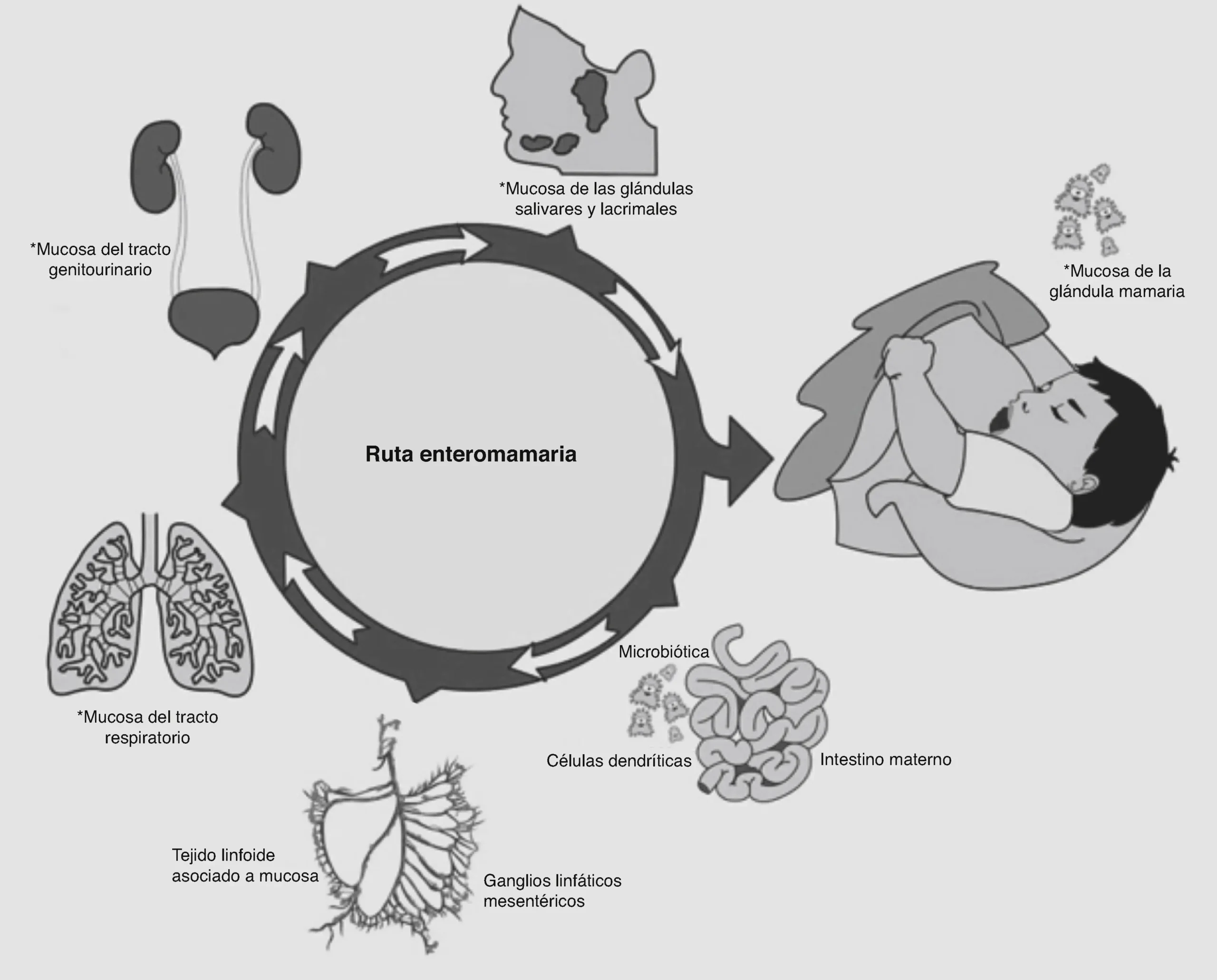 Leche Biótica: Una Revolución en la Alimentación Infantil - Qué es la microbiota de la leche leche biotica - Qué es la microbiota de la leche