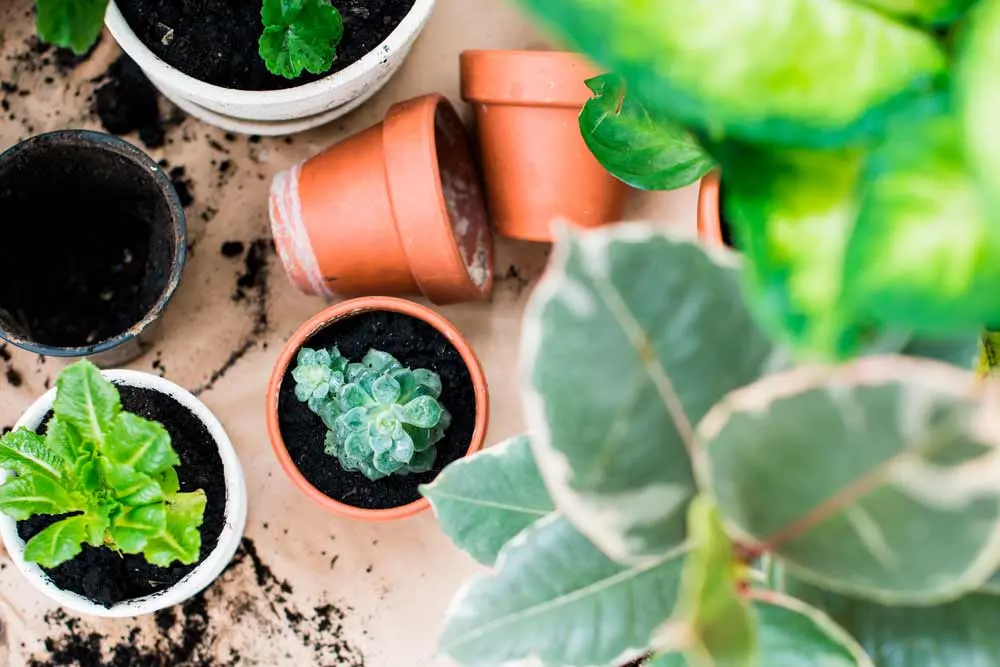leche para plantas - Qué pasa si limpio las hojas de las plantas con leche
