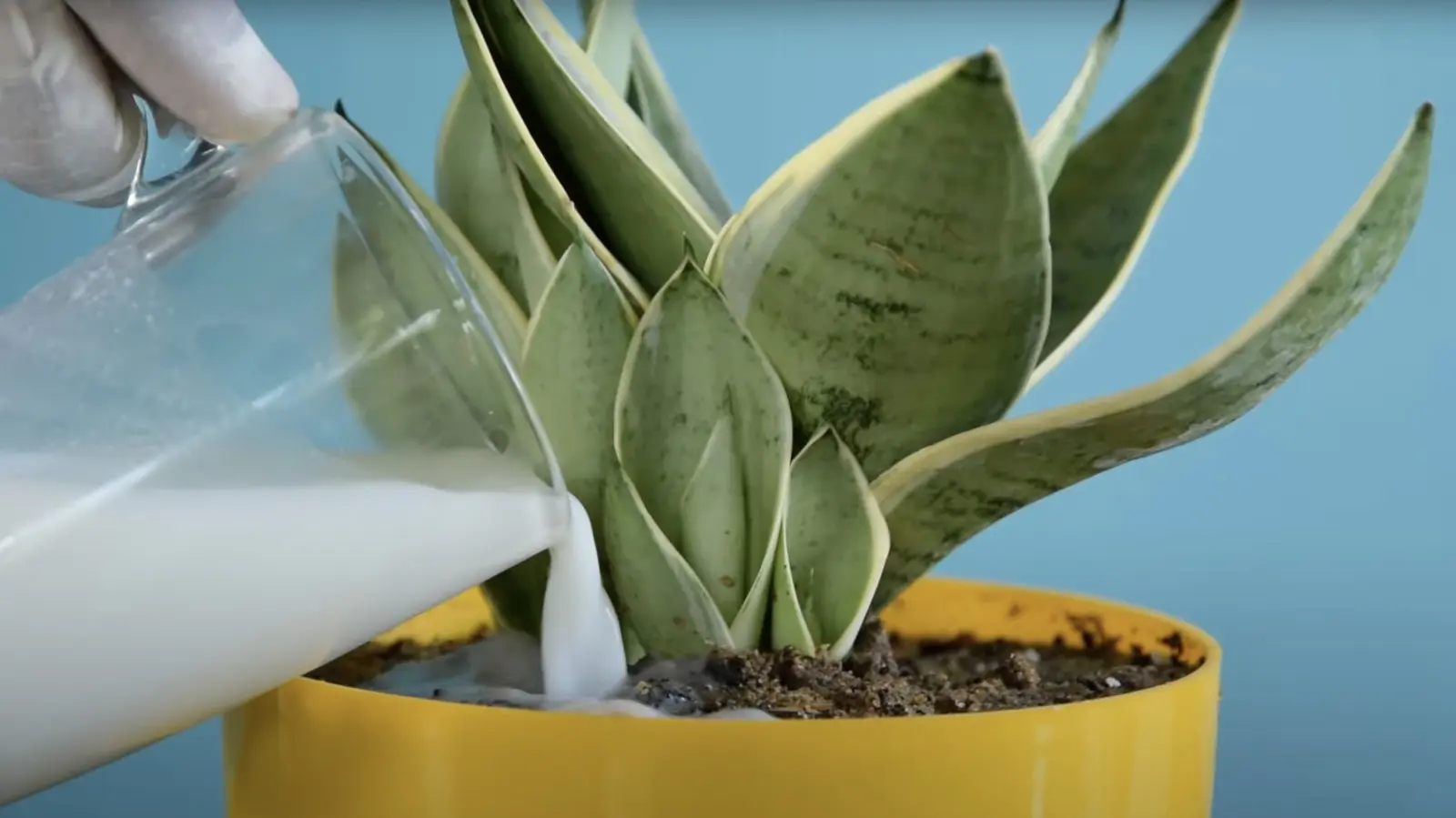 leche para plantas - Qué plantas se benefician de la leche