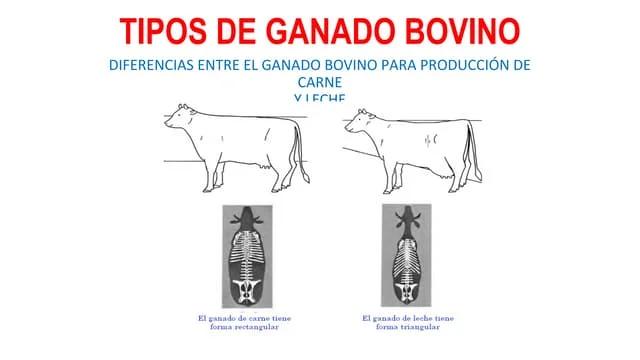 Diferencias entre Ganado Lechero y de Carne - Son las vacas lecheras más grandes que las vacas de carne diferencias entre ganado de leche y carne - Son las vacas lecheras más grandes que las vacas de carne